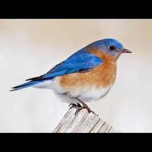 Meet your Posher, Janice